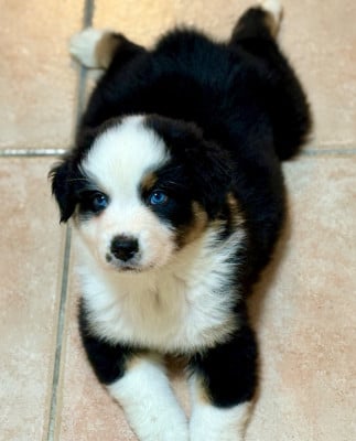 Les chiots de Berger Australien