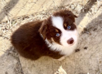 Les chiots de Berger Australien