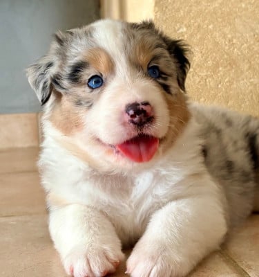 Les chiots de Berger Australien