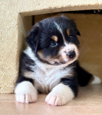 Les chiots de Berger Australien