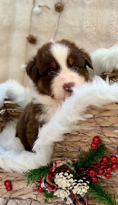 Les chiots de Berger Australien