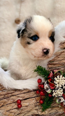Les chiots de Berger Australien