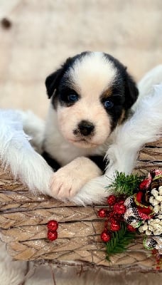 Les chiots de Berger Australien