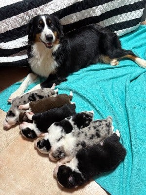 Berger Australien - River Land Stars