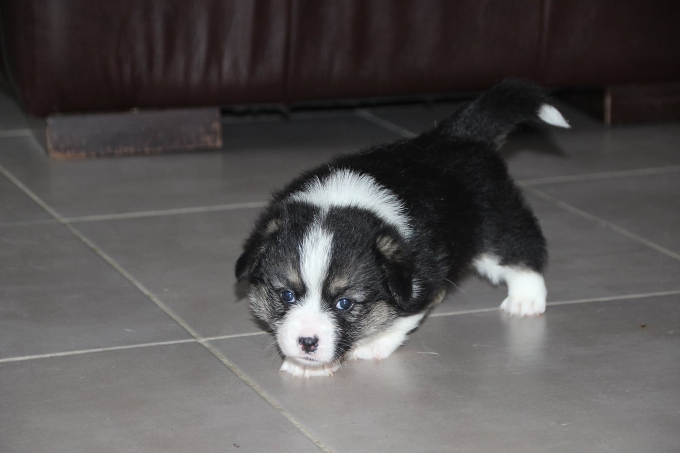 Boulette 3 - Welsh Corgi Pembroke