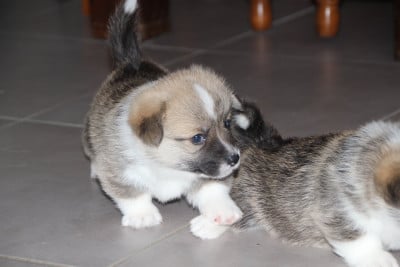 Boulette 1 - Welsh Corgi Pembroke