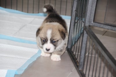 Boulette 2 - Welsh Corgi Pembroke