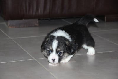 Boulette 3 - Welsh Corgi Pembroke
