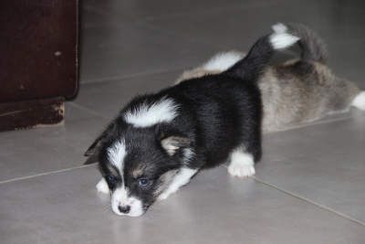 Boulette 4 - Welsh Corgi Pembroke