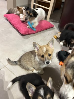 Les chiots de Welsh Corgi Pembroke