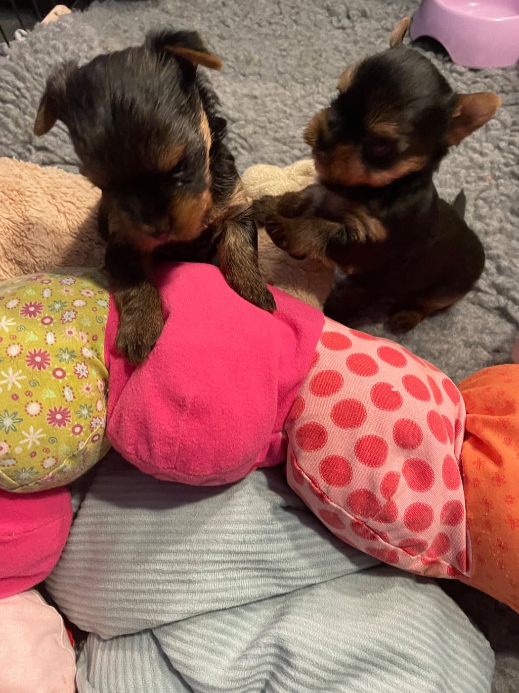 CHIOT 2 - Yorkshire Terrier