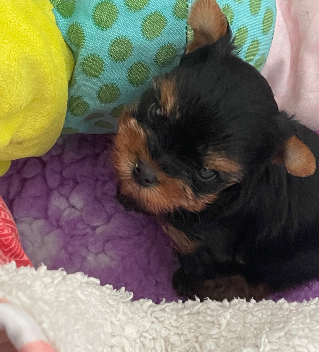 Zeus - Yorkshire Terrier