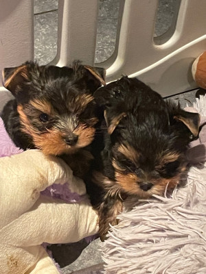 CHIOT 1 - Yorkshire Terrier