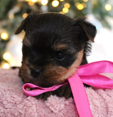 Les chiots de Yorkshire Terrier