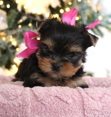 Les chiots de Yorkshire Terrier
