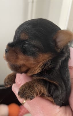 Les chiots de Yorkshire Terrier