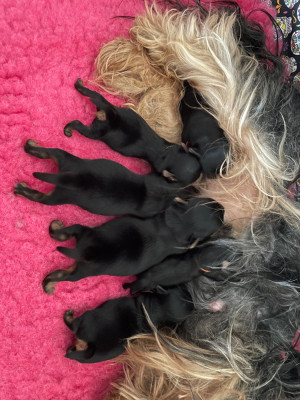 Les chiots de Yorkshire Terrier