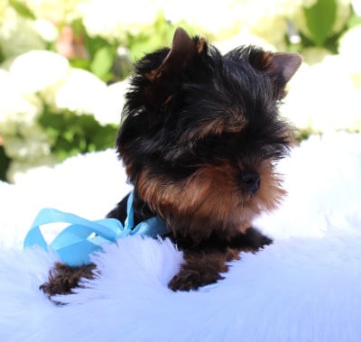 Les chiots de Yorkshire Terrier