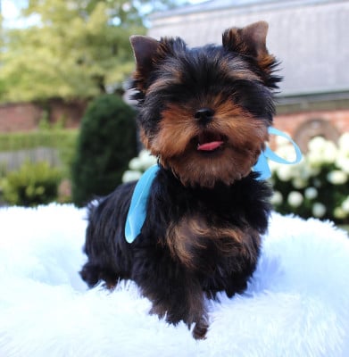 Les chiots de Yorkshire Terrier