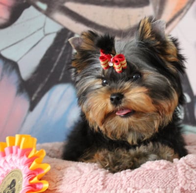 Les chiots de Yorkshire Terrier