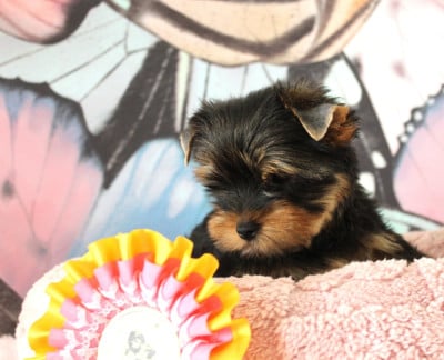 Les chiots de Yorkshire Terrier