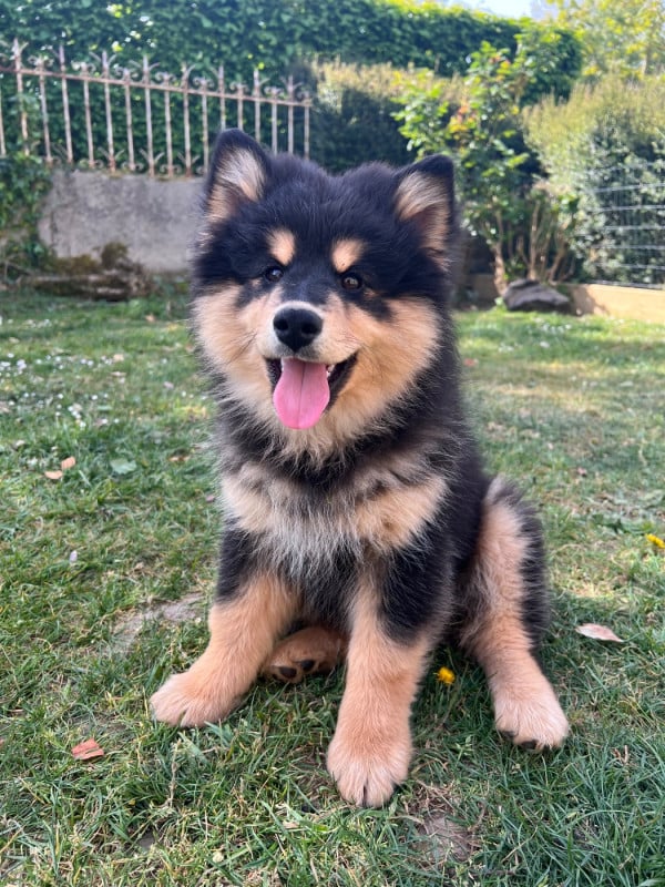 Chien finnois de Laponie - Landvaettir