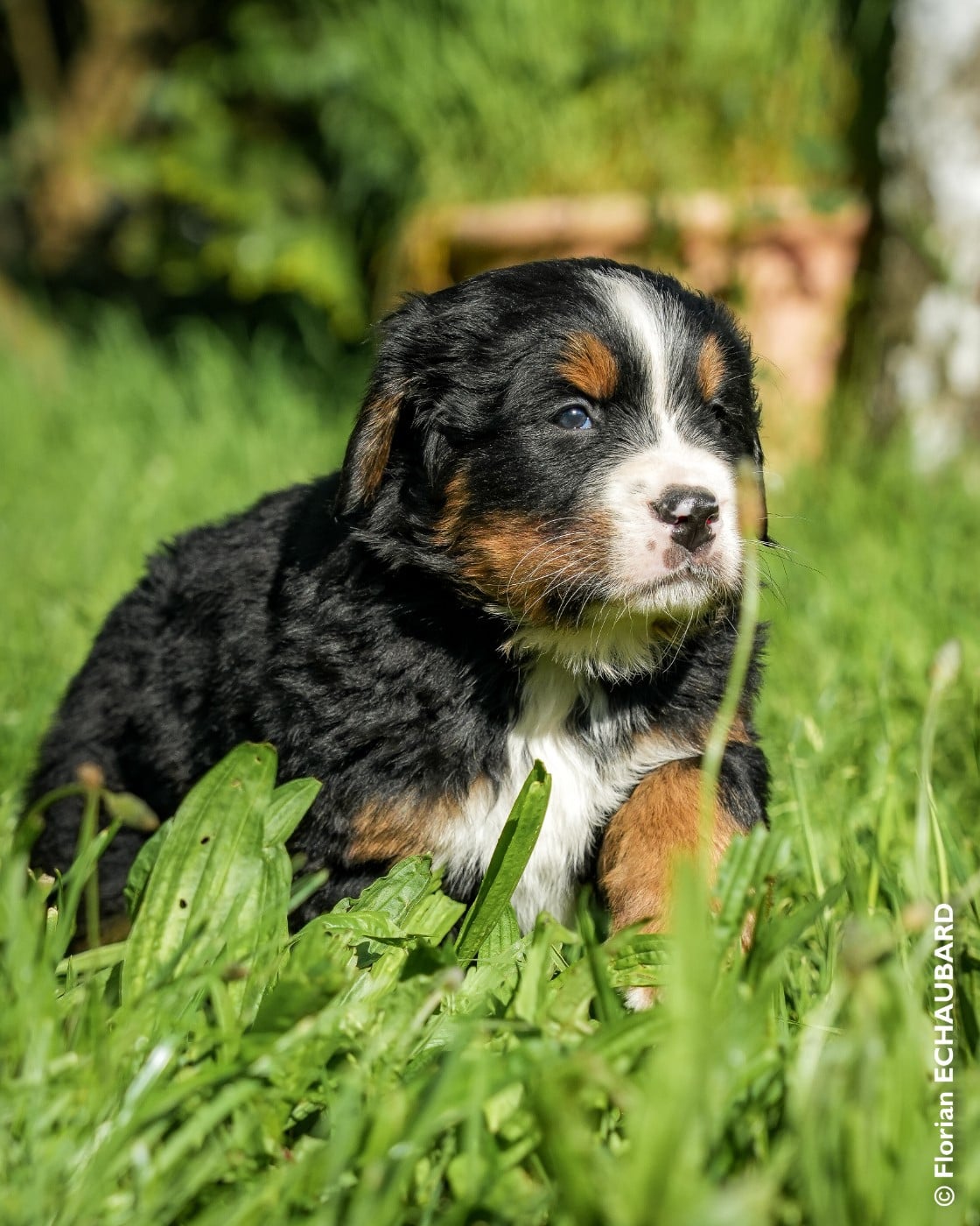 CHIOT 7 collier marron