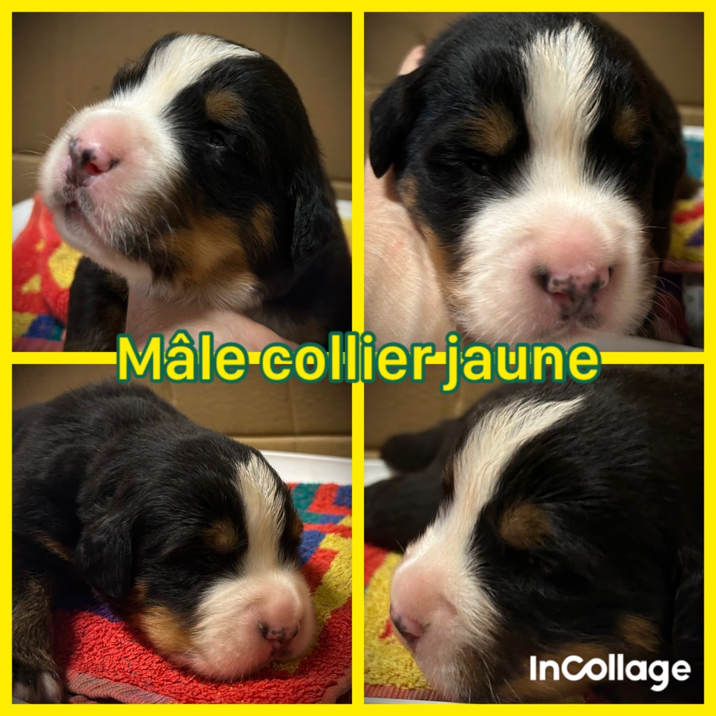 collier jaune - Bouvier Bernois