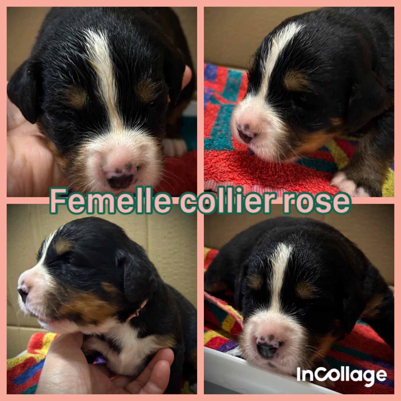 collier rose - Bouvier Bernois