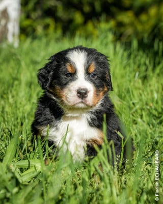 Les chiots de Bouvier Bernois