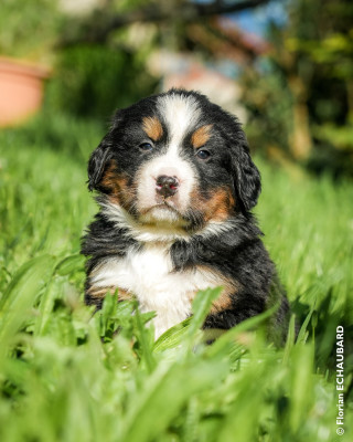 Les chiots de Bouvier Bernois