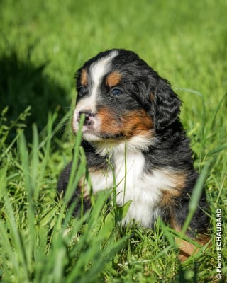 Les chiots de Bouvier Bernois