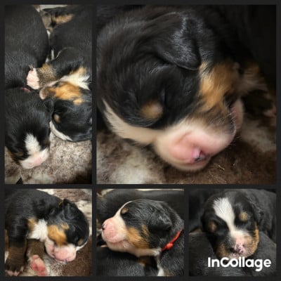 Les chiots de Bouvier Bernois