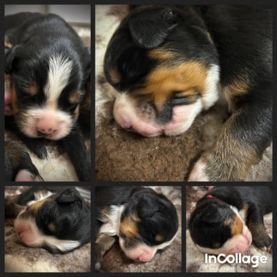 Les chiots de Bouvier Bernois