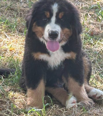 Les chiots de Bouvier Bernois