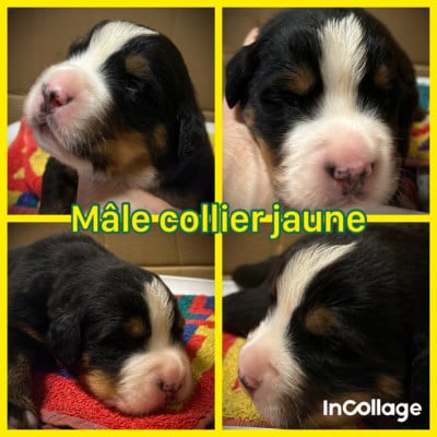 collier jaune - Bouvier Bernois