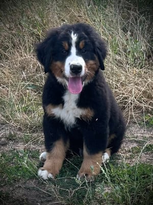 Les chiots de Bouvier Bernois