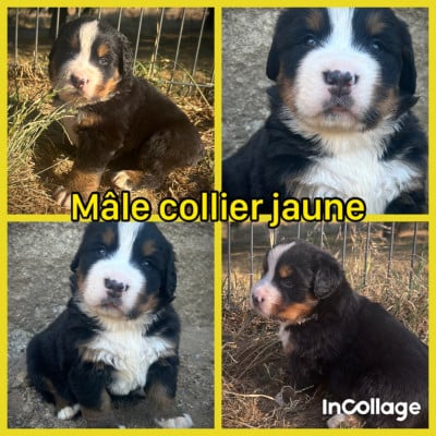 Les chiots de Bouvier Bernois