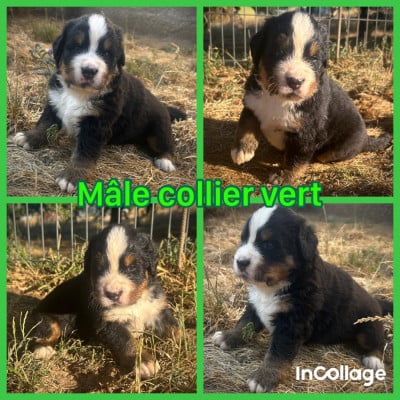 Les chiots de Bouvier Bernois