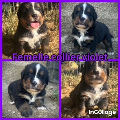 Les chiots de Bouvier Bernois
