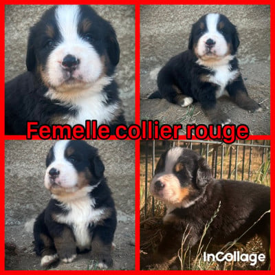 Les chiots de Bouvier Bernois