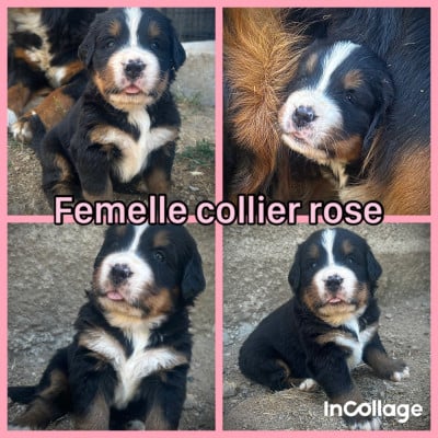 Les chiots de Bouvier Bernois