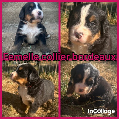Les chiots de Bouvier Bernois