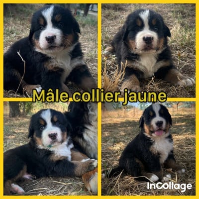 Les chiots de Bouvier Bernois