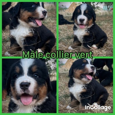 Les chiots de Bouvier Bernois