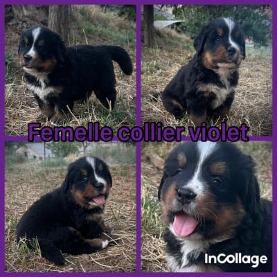 Les chiots de Bouvier Bernois