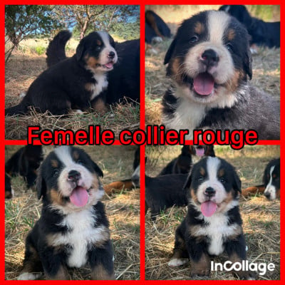 Les chiots de Bouvier Bernois
