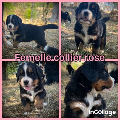 Les chiots de Bouvier Bernois