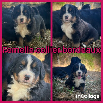 Les chiots de Bouvier Bernois