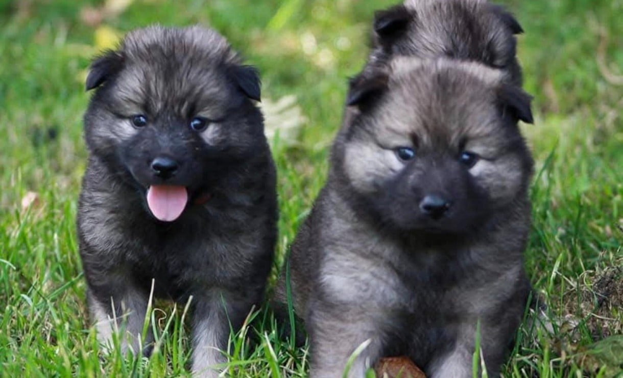 Eurasier - (Sans Affixe)